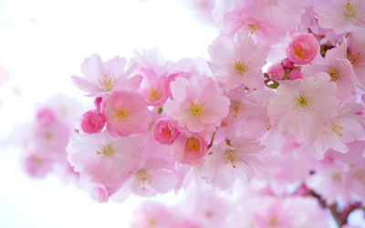 Rendez-vous au marché de printemps de l’école Saint Marceau