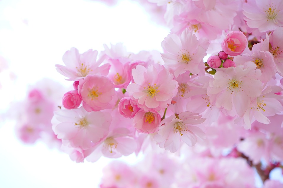 Rendez-vous au marché de printemps de l’école Saint Marceau